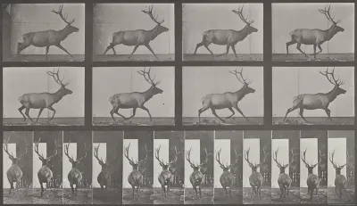 Plate Number 694. Elk galloping, irregular