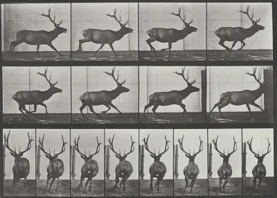 Plate Number 695. Elk galloping