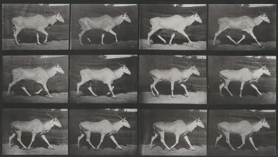 Plate Number 696. Eland trotting