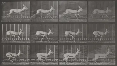 Plate Number 698. Antelope galloping