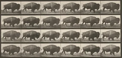 Plate Number 699. Buffalo walking