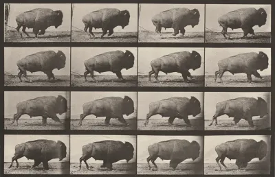 Plate Number 700. Buffalo galloping