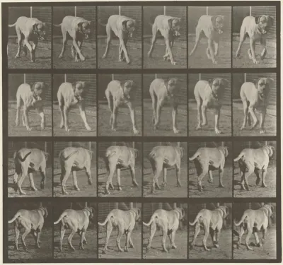 Plate Number 705. Dog; trotting; mastiff, Dread