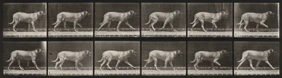 Plate Number 706. Dog; trotting; mastiff, Smith