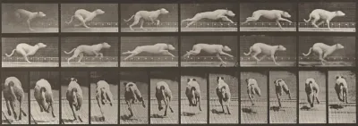 Plate Number 710. Dog; galloping; white racing hound, Maggie