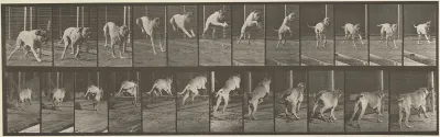 Plate Number 712. Dog; jumping hurdle; mastiff, Dread