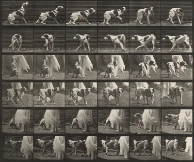 Plate Number 713. Dog; turning around, etc.; setter, Kate