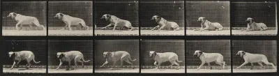 Plate Number 714. Dog; aroused by a torpedo; mastiff, Smith