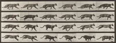 Plate Number 718. Cat; trotting; change to galloping