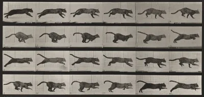 Plate Number 720. Cat; galloping