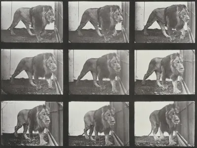 Plate Number 721. Lion walking
