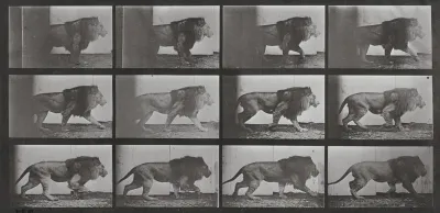 Plate Number 722. Lion walking