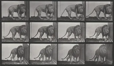Plate Number 723. Lion walking and turning around