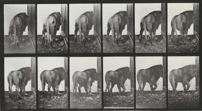 Plate Number 724. Lion walking and turning around