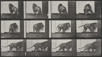 Plate Number 725. Lion walking and turning around