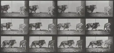 Plate Number 726. Lion and lioness walking