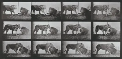 Plate Number 727. Lioness walking and lion lying down