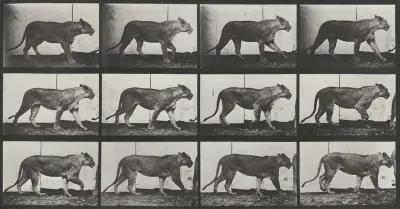 Plate Number 728. Lioness walking