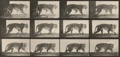Plate Number 729. Tigress walking