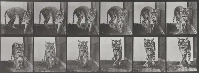 Plate Number 730. Tigress walking and turning around