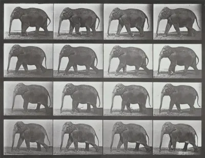 Plate Number 732. Elephant walking