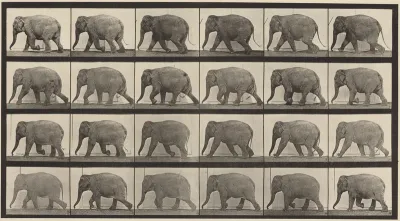 Plate Number 733. Elephant walking