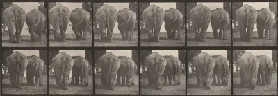 Plate Number 735. Two elephants walking