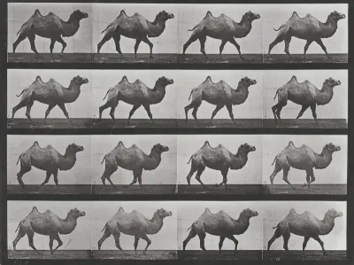 Plate Number 737. Bactrian camel walking