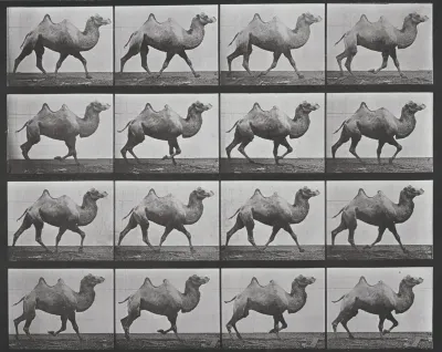 Plate Number 738. Bactrian camel walking