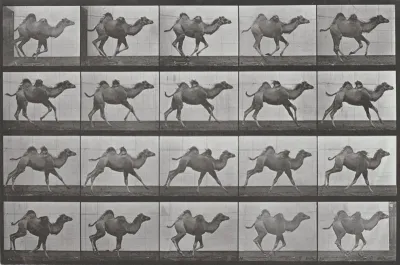 Plate Number 740. Bactrian camel galloping