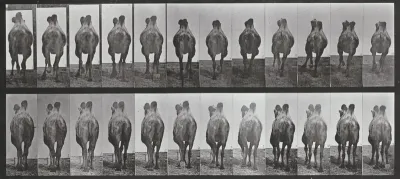 Plate Number 741. Bactrian camel. A: Walking. B: Racking