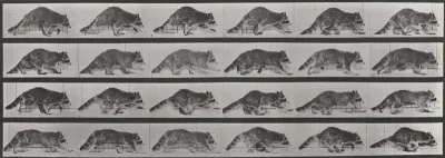 Plate Number 744. Raccoon walking, changing to a gallop