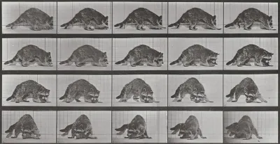 Plate Number 745. Raccoon walking and turning around