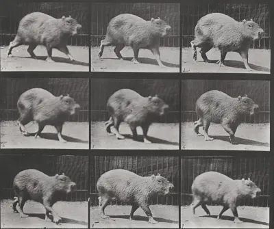 Plate Number 746. Capybara walking