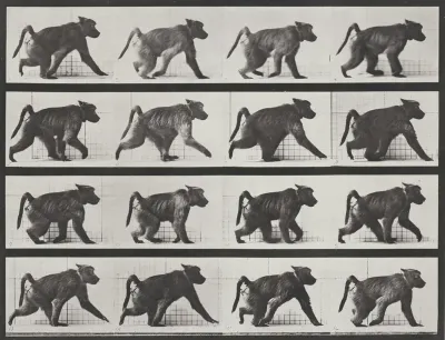 Plate Number 747. Baboon walking on all fours