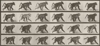 Plate Number 748. Baboon walking on all fours