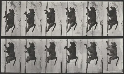 Plate Number 749. Baboon climbing a pole