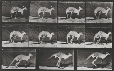 Plate Number 751. Kangaroo walking on all fours, changing to jumping