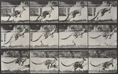 Plate Number 752. Kangaroo jumping