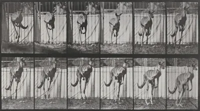 Plate Number 754. Kangaroo jumping