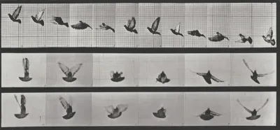 Plate Number 755. Pigeon flying