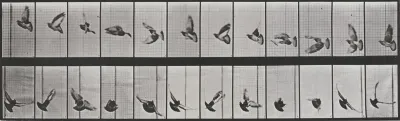 Plate Number 756. Pigeon flying