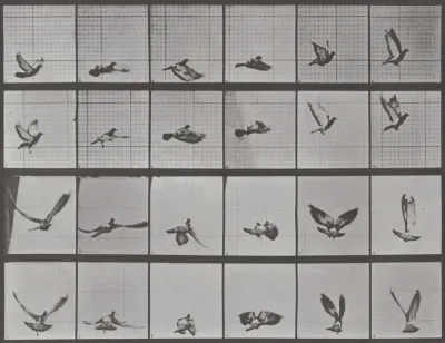 Plate Number 757. Pigeon flying