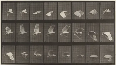Plate Number 758. Cockatoo flying