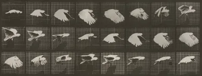 Plate Number 759. Cockatoo flying