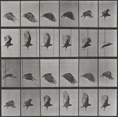 Plate Number 765. Vulture flying