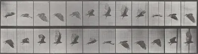 Plate Number 766. Vulture flying