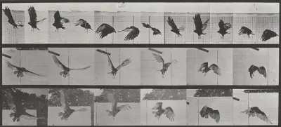 Plate Number 767. Vulture flying