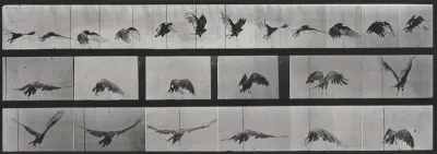 Plate Number 768. Vulture flying