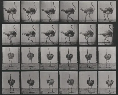 Plate Number 772. Ostrich walking